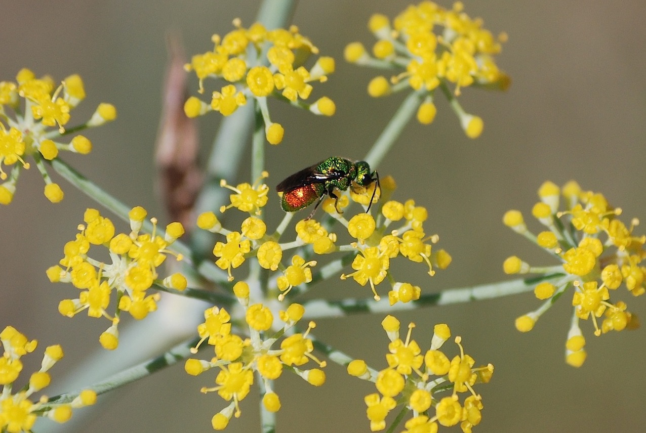 Id 1: Holopyga sardoa (Chrysididae)